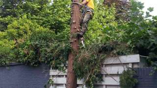 verwijderen van bomen in Breda, conifeer verwijderen